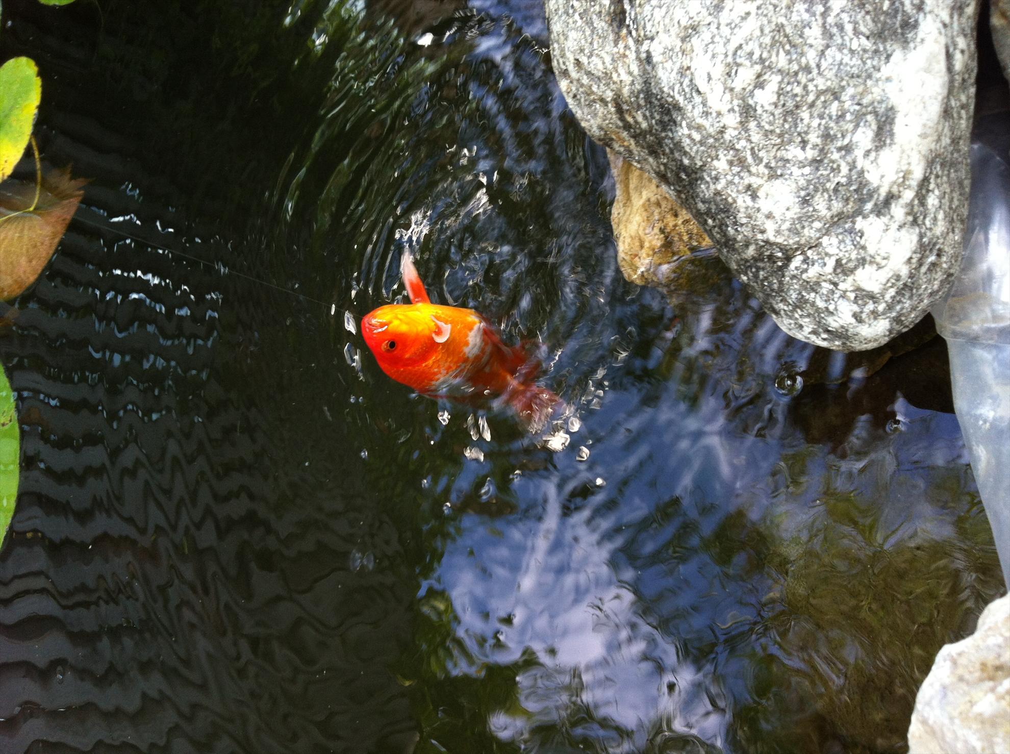 Un colt de Rai - img0479.JPG